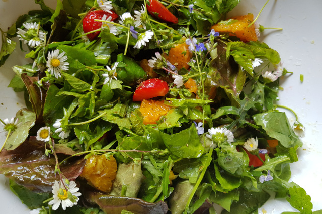 Waldkräuter auch im Salat