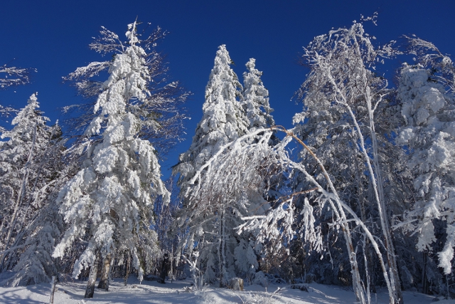 der winterliche Schwarzwald