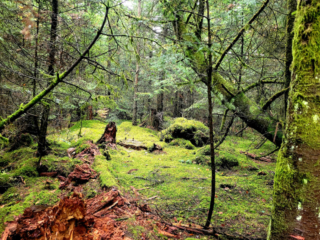 tiefer grüner Wald